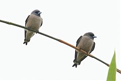 Ashy Woodswallow